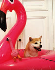 Flamingó - Ware of the Dog