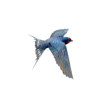 Bluebird - Tattly