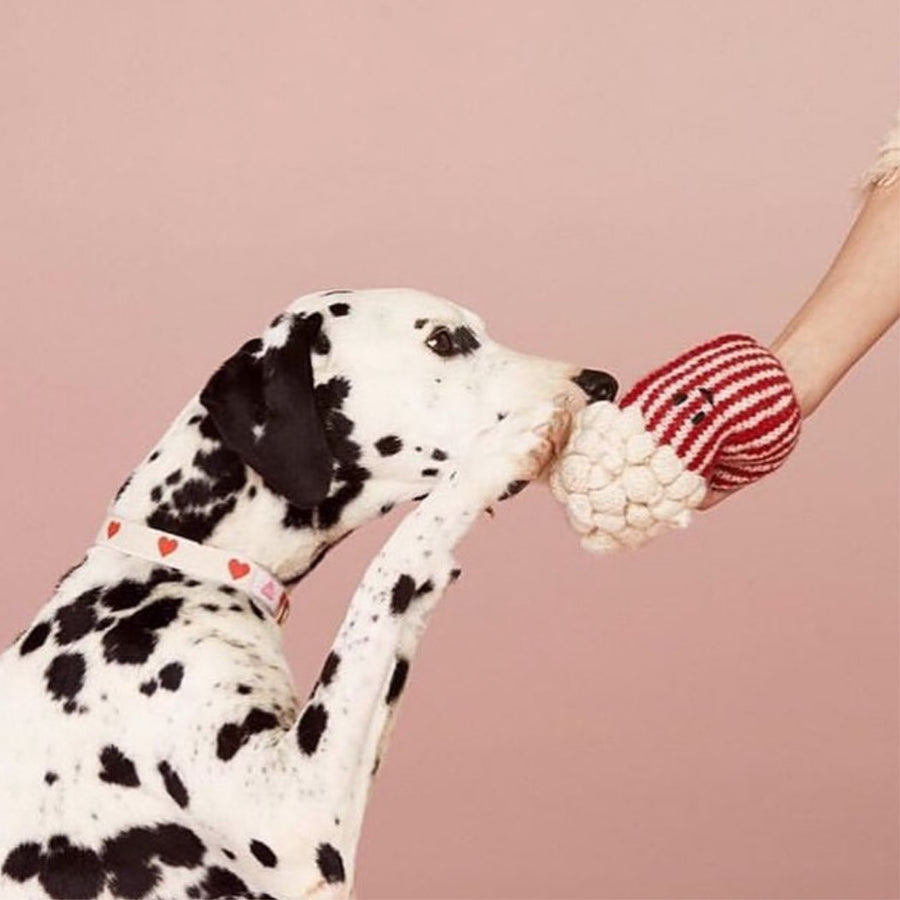 Popp - Ware of the Dog