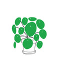 Pilea Plant - Tattly