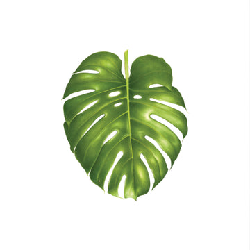 Philodendron Monstera - Tattly